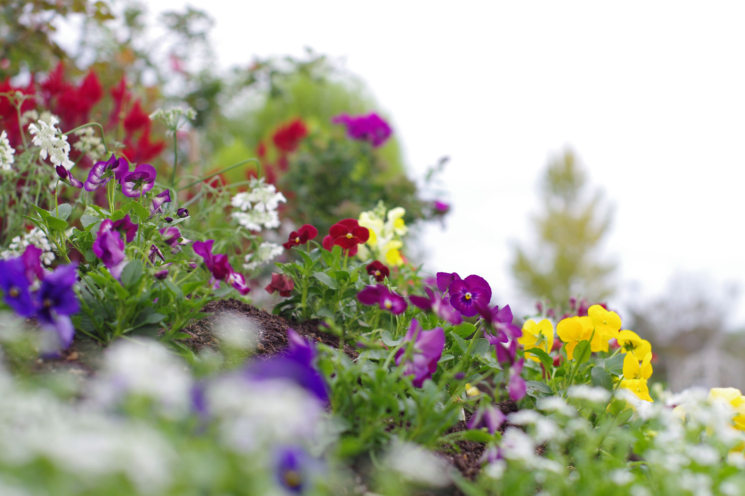 11月の花壇