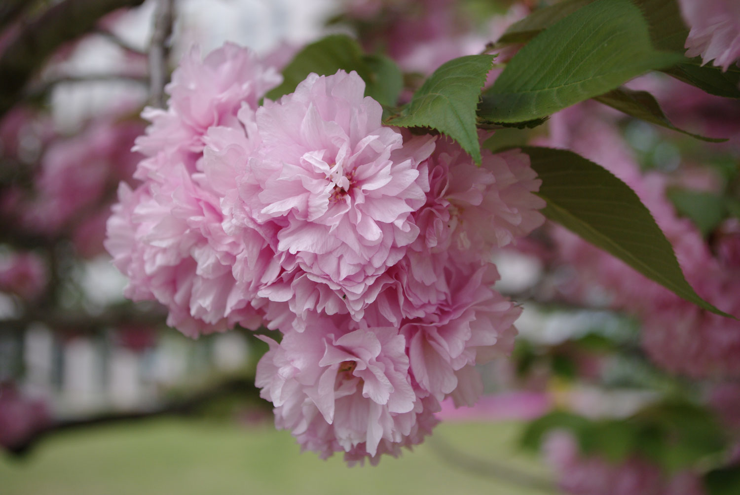 八重桜