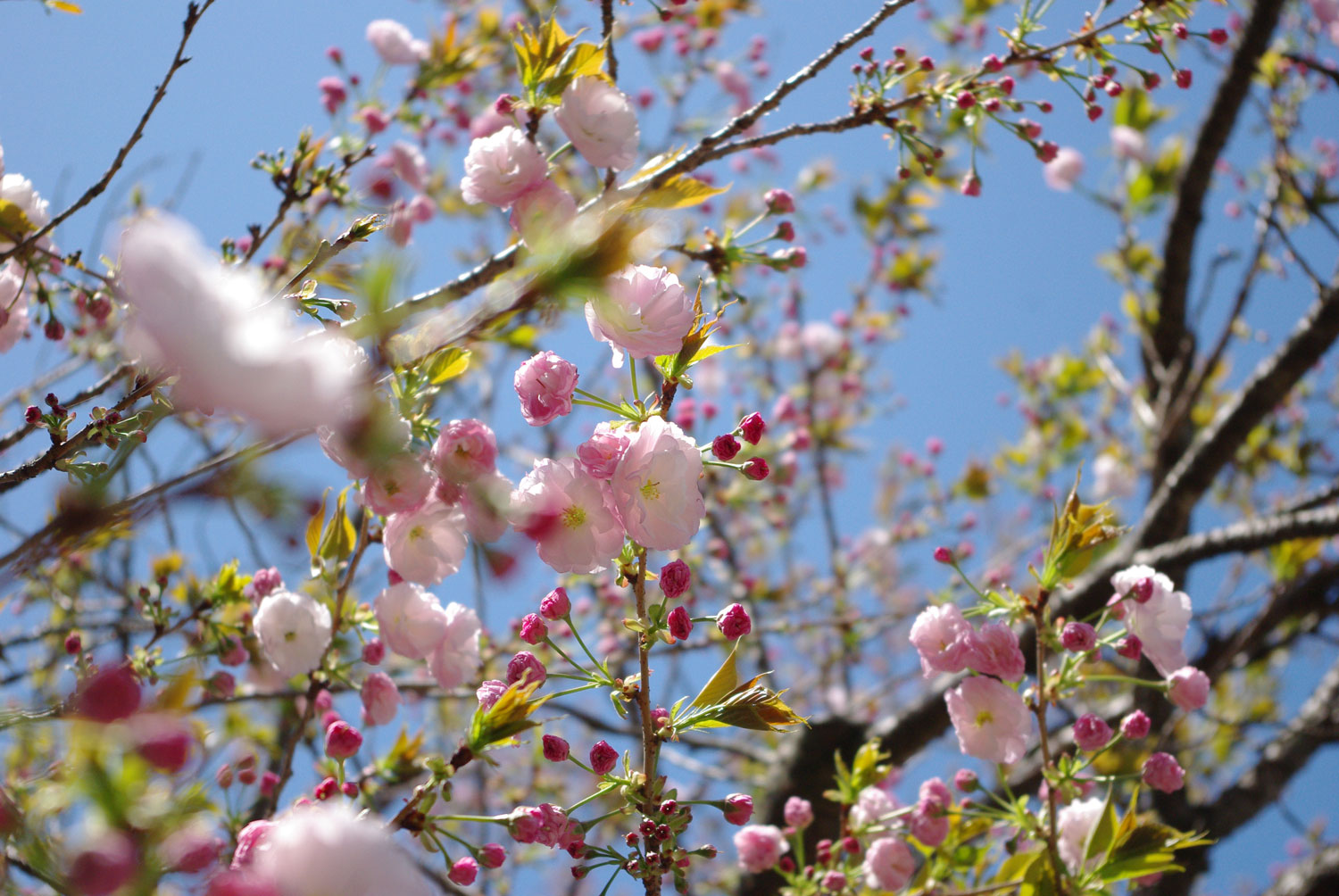 里桜