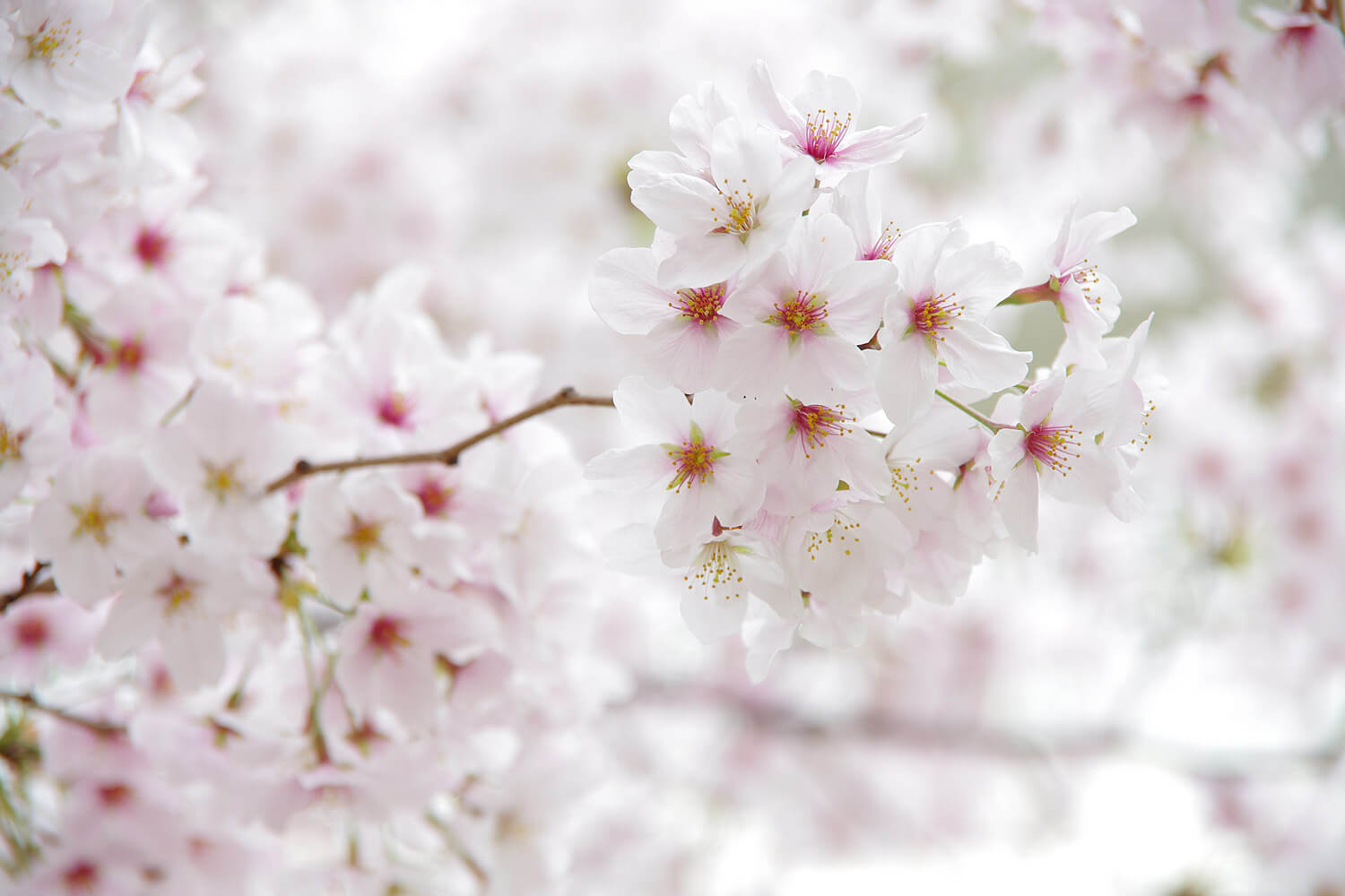 桜