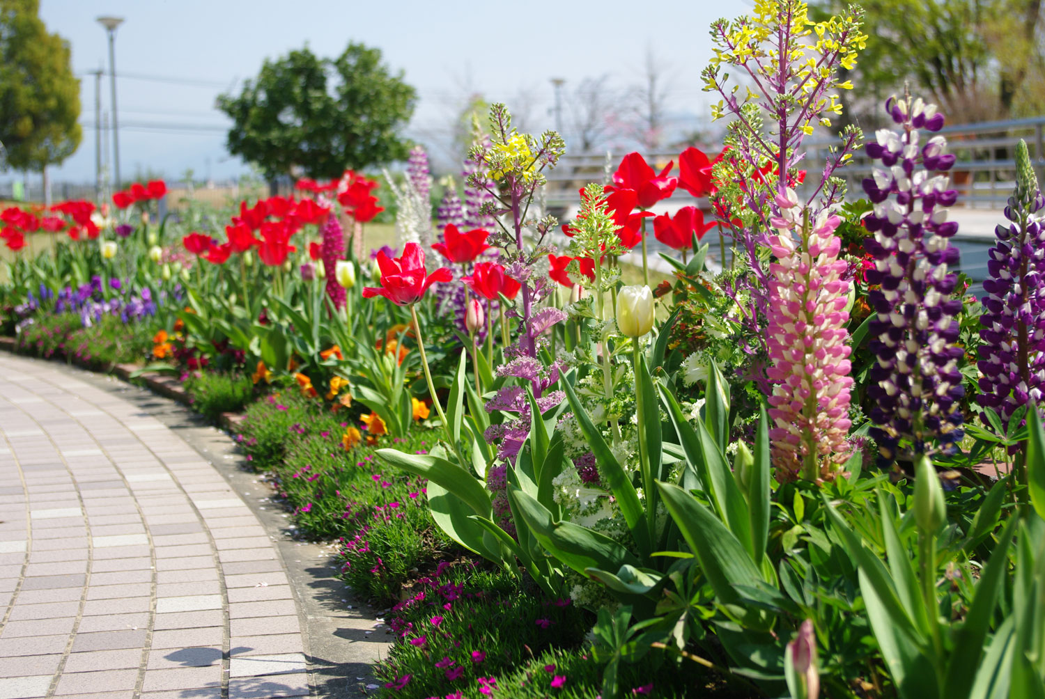 3月の花壇