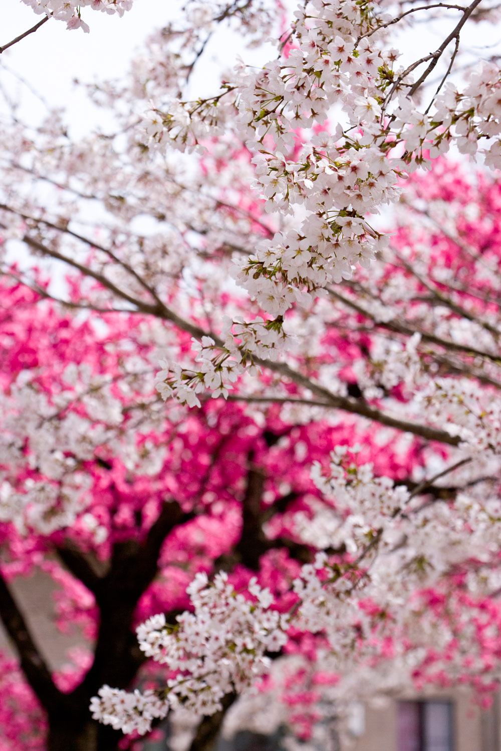 桃と桜