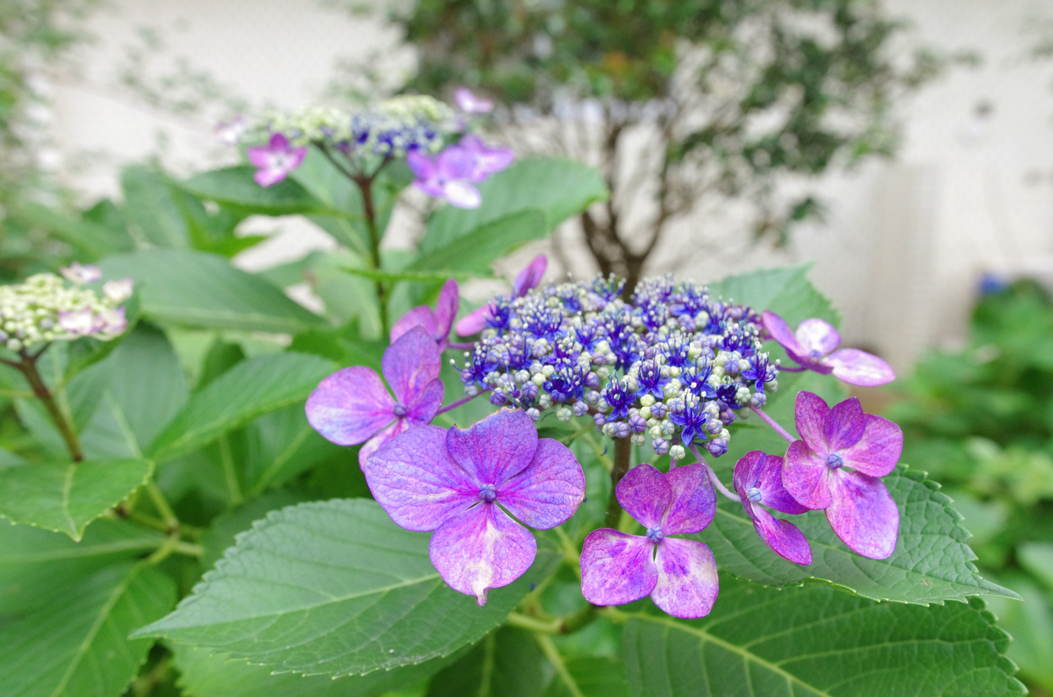 額紫陽花