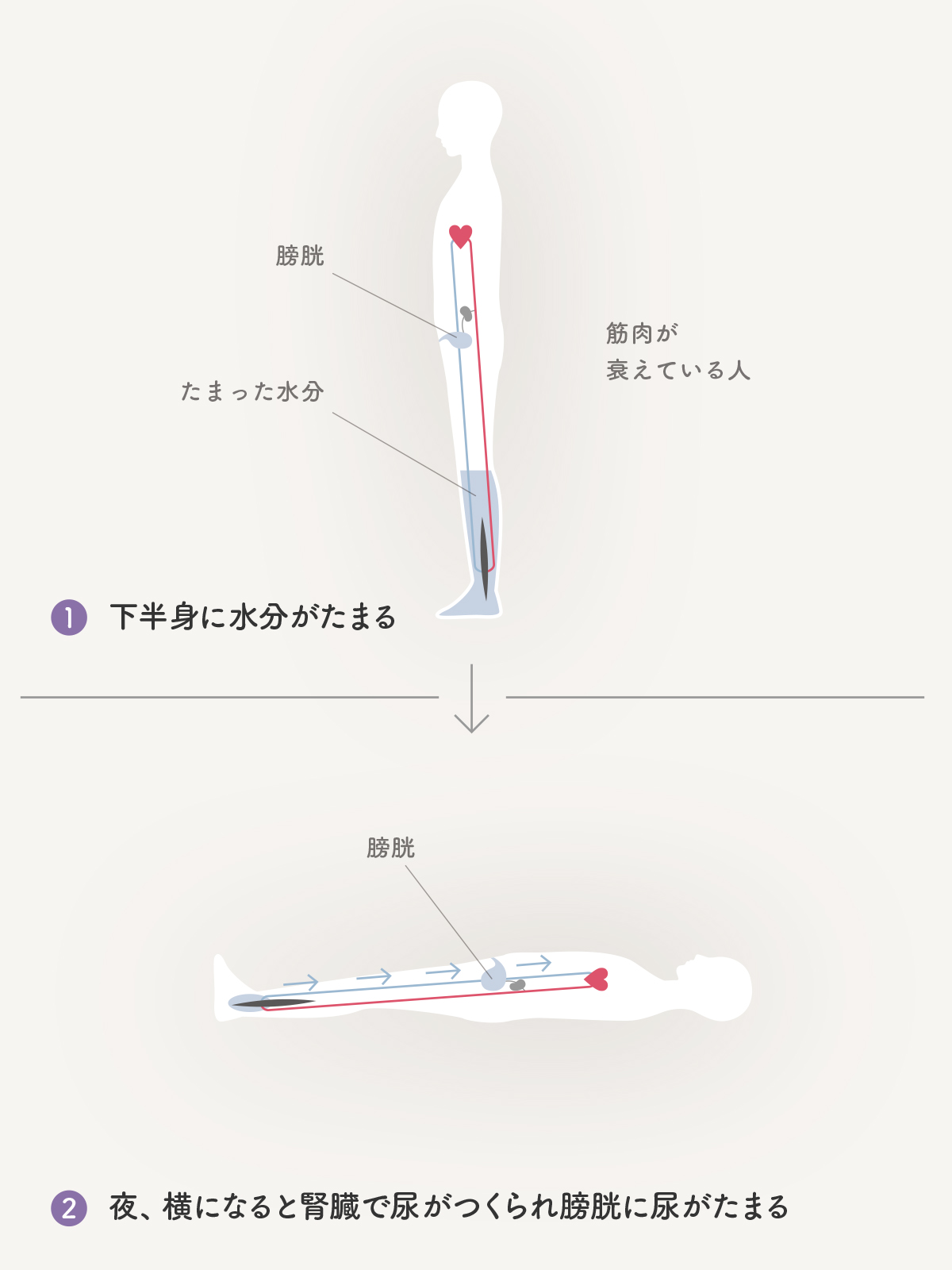 夜間頻尿 すっきりぐっすり排尿外来 泌尿器科 桜十字病院 熊本