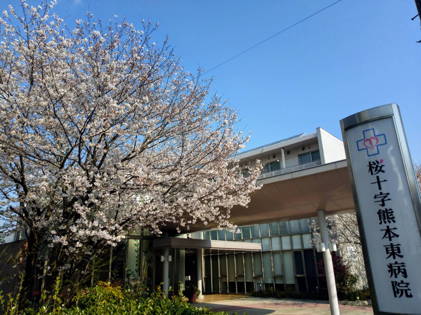お知らせ 今年も綺麗な桜が咲きました。 桜十字熊本東病院 お知らせ 今年も綺麗な桜が咲きました。 桜十字熊本東病院
